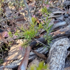 Lissanthe strigosa subsp. subulata at Kingsdale, NSW - 27 Aug 2024