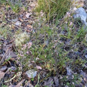 Lissanthe strigosa subsp. subulata at Kingsdale, NSW - 27 Aug 2024