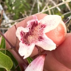 Pandorea pandorana (Wonga Wonga Vine) at Yuraygir, NSW - 26 Aug 2024 by lbradley