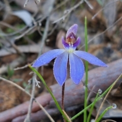 Cyanicula caerulea (Blue Fingers, Blue Fairies) at Kingsdale, NSW - 27 Aug 2024 by trevorpreston