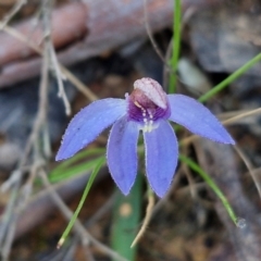 Cyanicula caerulea at Kingsdale, NSW - 27 Aug 2024