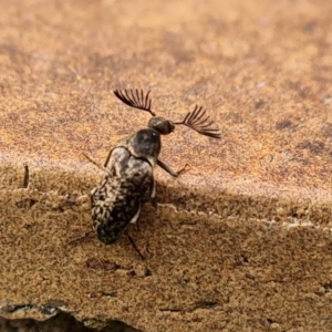 Ptilophorus sp. (genus) at Isaacs, ACT - 27 Aug 2024