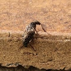 Ptilophorus sp. (genus) at Isaacs, ACT - 27 Aug 2024