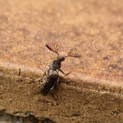 Ptilophorus sp. (genus) at Isaacs, ACT - 27 Aug 2024 11:44 AM