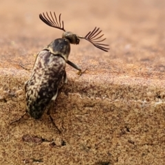 Ptilophorus sp. (genus) at Isaacs, ACT - 27 Aug 2024