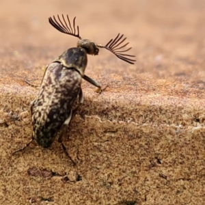 Ptilophorus sp. (genus) at Isaacs, ACT - 27 Aug 2024