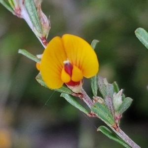 Pultenaea microphylla at Kingsdale, NSW - 27 Aug 2024