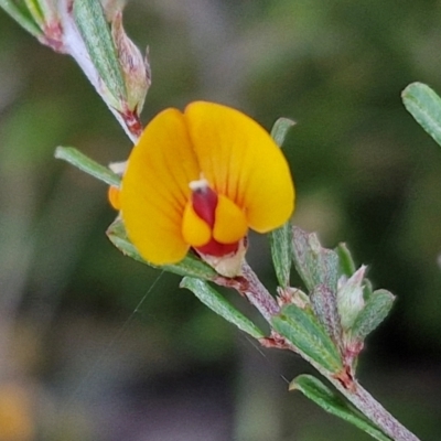 Pultenaea microphylla (Egg and Bacon Pea) at Kingsdale, NSW - 27 Aug 2024 by trevorpreston