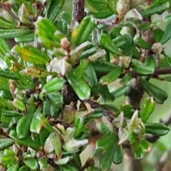 Pultenaea microphylla at Kingsdale, NSW - 27 Aug 2024