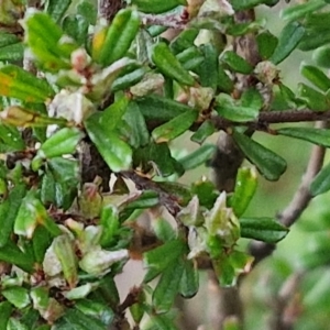 Pultenaea microphylla at Kingsdale, NSW - 27 Aug 2024