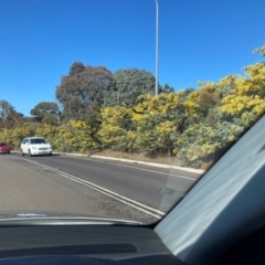 Acacia baileyana (Cootamundra Wattle, Golden Mimosa) at Lyneham, ACT - 23 Aug 2024 by waltraud