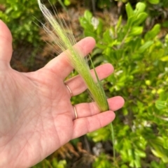 Dichelachne sp. (Plume Grasses) at Yuraygir, NSW - 27 Aug 2024 by lbradley