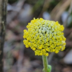 Craspedia variabilis (Common Billy Buttons) at Kingsdale, NSW - 27 Aug 2024 by trevorpreston