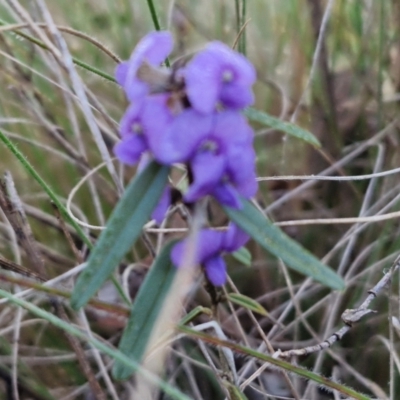 Hovea heterophylla (Common Hovea) at Kingsdale, NSW - 26 Aug 2024 by trevorpreston