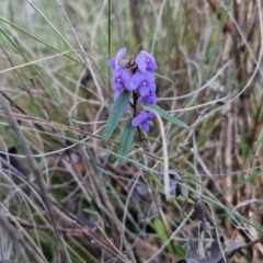 Hovea heterophylla at Kingsdale, NSW - 27 Aug 2024 08:07 AM