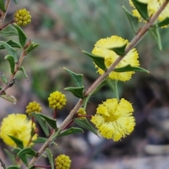 Acacia gunnii (Ploughshare Wattle) at Kingsdale, NSW - 26 Aug 2024 by trevorpreston