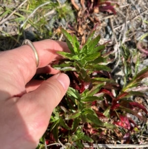 Epilobium ciliatum at Throsby, ACT - 27 Aug 2024 11:50 AM