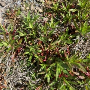 Epilobium ciliatum at Throsby, ACT - 27 Aug 2024 11:50 AM