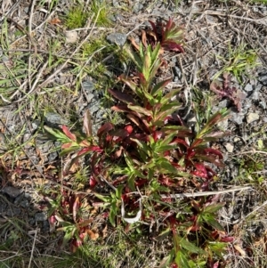 Epilobium ciliatum at Throsby, ACT - 27 Aug 2024 11:50 AM