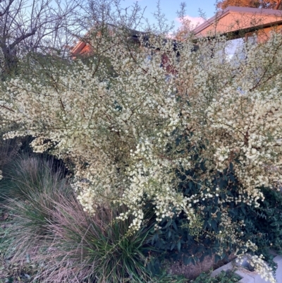 Acacia genistifolia (Early Wattle) at Hackett, ACT - 24 Aug 2024 by waltraud