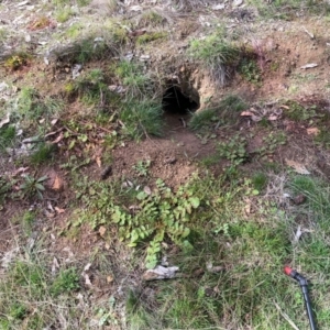 Oryctolagus cuniculus at Watson, ACT - 19 Aug 2024