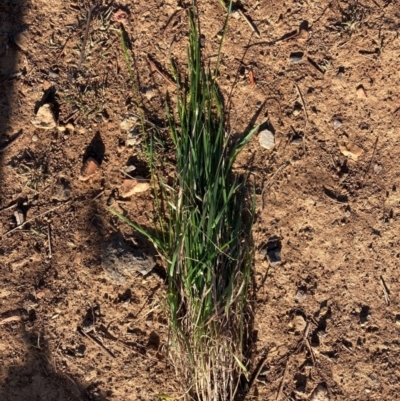 Anthoxanthum odoratum (Sweet Vernal Grass) at Watson, ACT - 26 Aug 2024 by waltraud