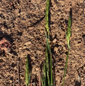 Anthoxanthum odoratum at Watson, ACT - 26 Aug 2024