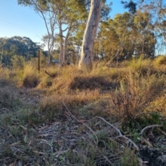 Keyacris scurra at Bungendore, NSW - 26 Aug 2024