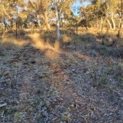 Keyacris scurra at Bungendore, NSW - suppressed