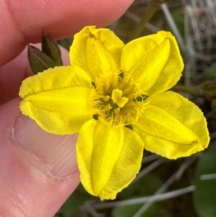 Liparophyllum exaltatum (Erect Marshflower) at Yuraygir, NSW - 27 Aug 2024 by lbradley