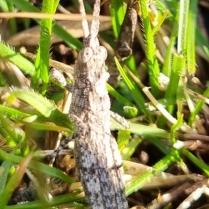 Coryphistes ruricola at Bungendore, NSW - 11 Aug 2024