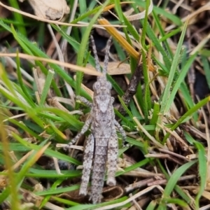 Coryphistes ruricola at Bungendore, NSW - suppressed