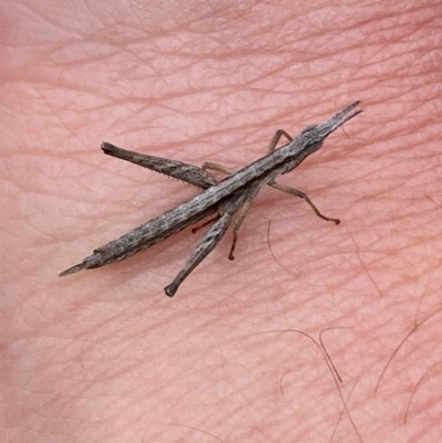 Keyacris scurra (Key's Matchstick Grasshopper) at Hall, ACT - 27 Aug 2024 by SteveBorkowskis