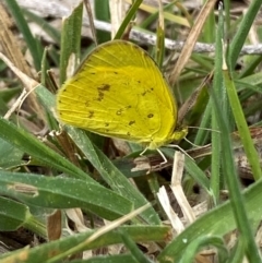 Eurema smilax (Small Grass-yellow) at Hall, ACT - 27 Aug 2024 by SteveBorkowskis