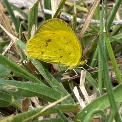 Eurema smilax (Small Grass-yellow) at Hall, ACT - 27 Aug 2024 by SteveBorkowskis