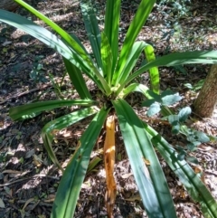 Crinum pedunculatum (Swamp Lily, River Lily, Mangrove Lily) at Gerroa, NSW - 26 Aug 2024 by plants