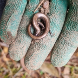 Hemiergis talbingoensis at Bungendore, NSW - 18 Jul 2024