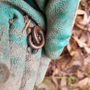 Hemiergis talbingoensis at Bungendore, NSW - 18 Jul 2024