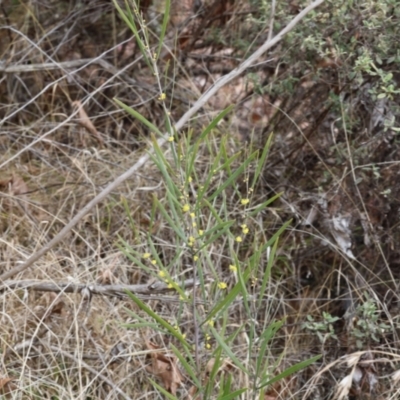 Acacia dawsonii (Dawson's Wattle) at Lyons, ACT - 27 Aug 2024 by ran452