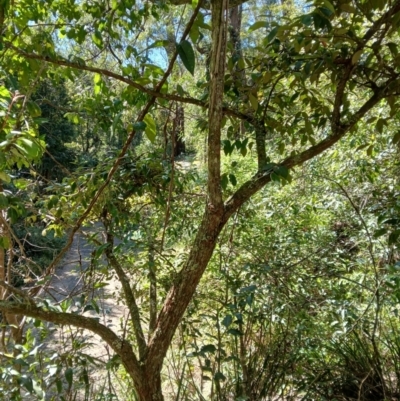 Rhodamnia rubescens (Scrub Turpentine, Brown Malletwood) at Brogers Creek, NSW - 26 Aug 2024 by plants