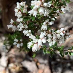 Cryptandra amara at Hughes, ACT - 27 Aug 2024 10:50 AM