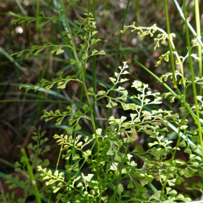 Lindsaea microphylla (Lacy Wedge-fern) at Jerrawangala, NSW - 16 Apr 2024 by RobG1