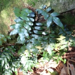 Arthropteris tenella (Climbing Fern) at Brogers Creek, NSW - 26 Aug 2024 by plants