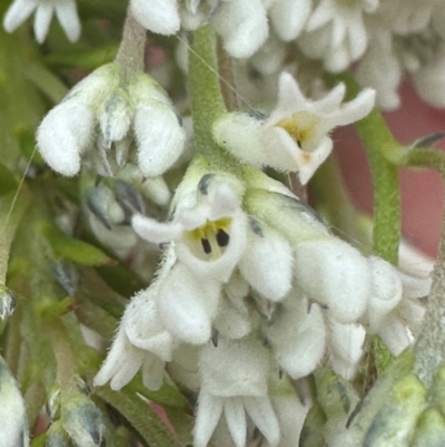 Conospermum taxifolium at Yuraygir, NSW - 27 Aug 2024 by lbradley