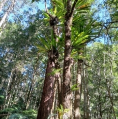 Asplenium australasicum (Bird's Nest Fern, Crow's Nest Fern) at Brogers Creek, NSW - 26 Aug 2024 by plants