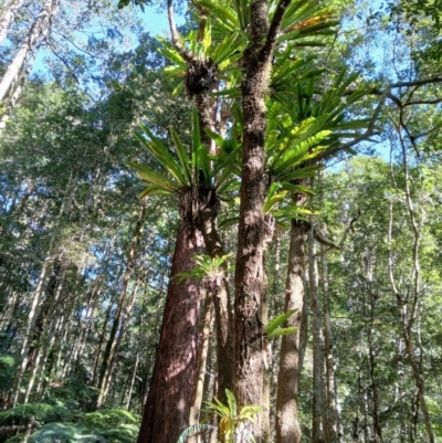 Asplenium australasicum (Bird's Nest Fern, Crow's Nest Fern) at Brogers Creek, NSW - 26 Aug 2024 by plants