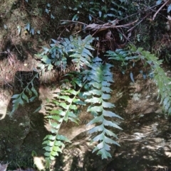 Asplenium polyodon (Willow Spleenwort) at Brogers Creek, NSW - 26 Aug 2024 by plants