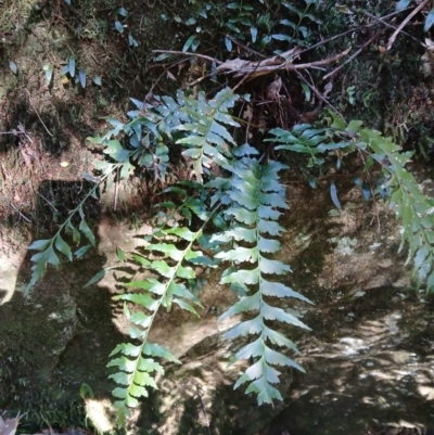 Asplenium polyodon (Willow Spleenwort) at Brogers Creek, NSW - 26 Aug 2024 by plants