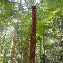 Cyathea australis subsp. australis (Rough Tree Fern) at Brogers Creek, NSW - 26 Aug 2024 by plants