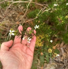 Ricinocarpos pinifolius at Yuraygir, NSW - 27 Aug 2024 by lbradley